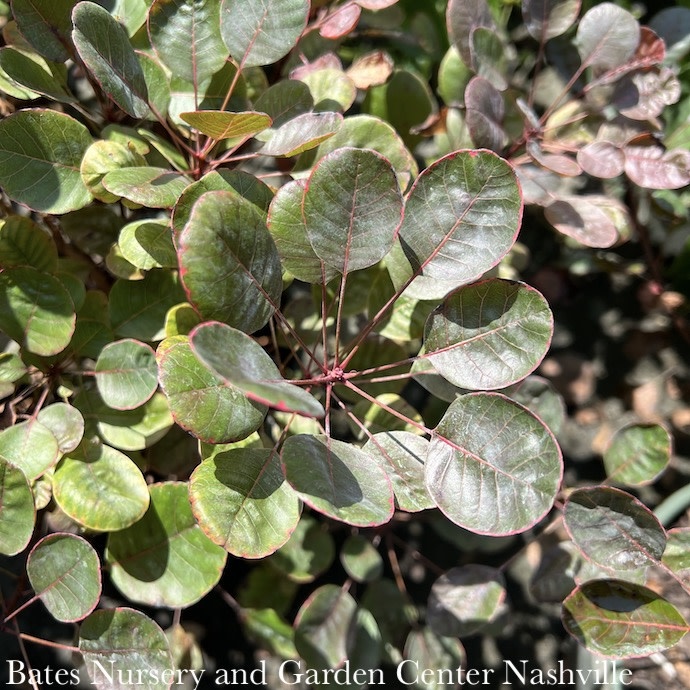 #2 Cotinus coggygria Lilla/ Smoketree Purple Dwarf