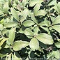 #2 Euonymus alatus Compactus/ Dwarf Burning Bush