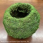 Pot Green Moss Sphere/Ball 6.5 x 5.9 Kokedama Arcadia