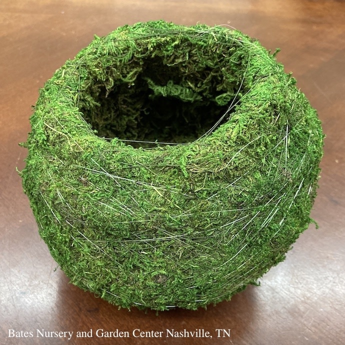 Pot Green Moss Sphere/Ball 6.5x5.9 Kokedama Arcadia