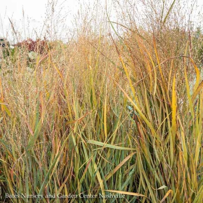 #2 Grass Panicum virg Prairie Winds Apache Rose/ Switch Native (TN)