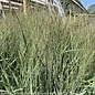 #2 Grass Panicum virg Prairie Winds Apache Rose/ Switch Native (TN)