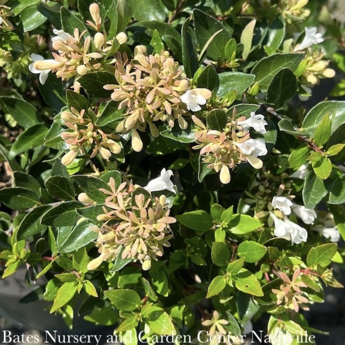 #2 Abelia Apple Perfection/ White Compact