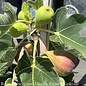 Edible #5 Ficus carica Brown Turkey/ Fig - No Warranty