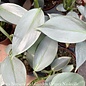 4p! Philodendron Silver Sword /Tropical