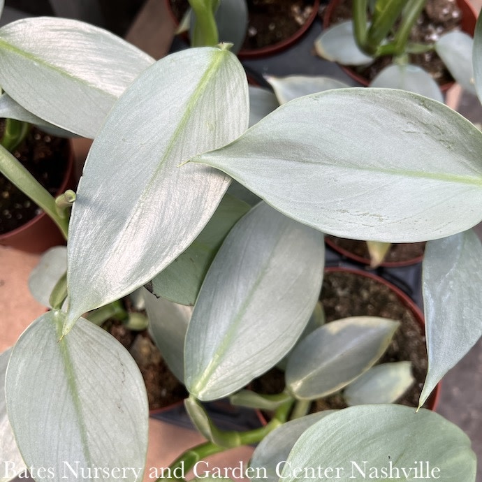 4p! Philodendron Silver Sword /Tropical