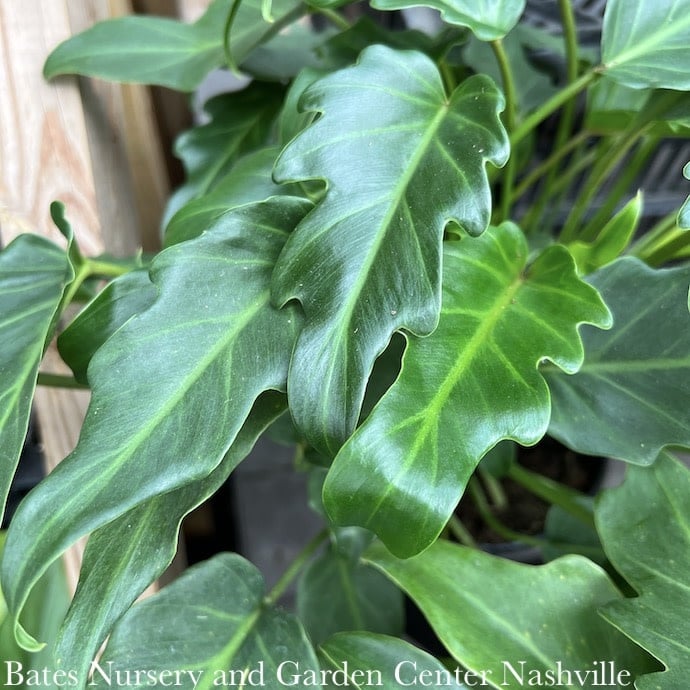 6p! Philodendron  Xanadu /Tropical