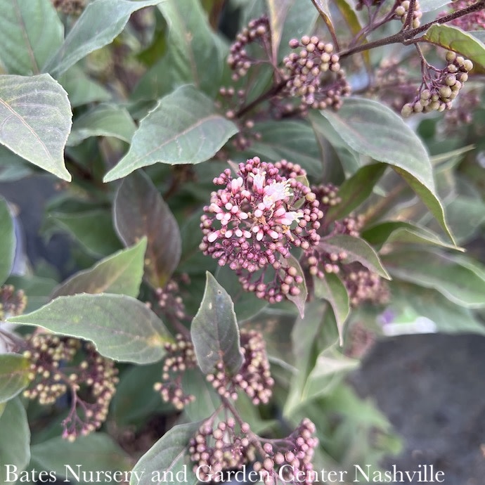 #2s Callicarpa x Pearl Glam/ Beautyberry