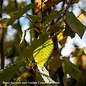 #15 Carpinus caroliniana/ American Hornbeam Native (TN)