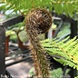 Tropical #5 Alsophila australis/Australian Tree Fern - No Warranty