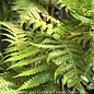Tropical #5 Alsophila australis/Australian Tree Fern - No Warranty