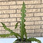 Tropical #1 Epiphyllum ang. Fishbone/Cactus