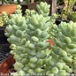 6hb! Hanging Basket Burro's Tail / Donkey Tail String Succulent /Tropical