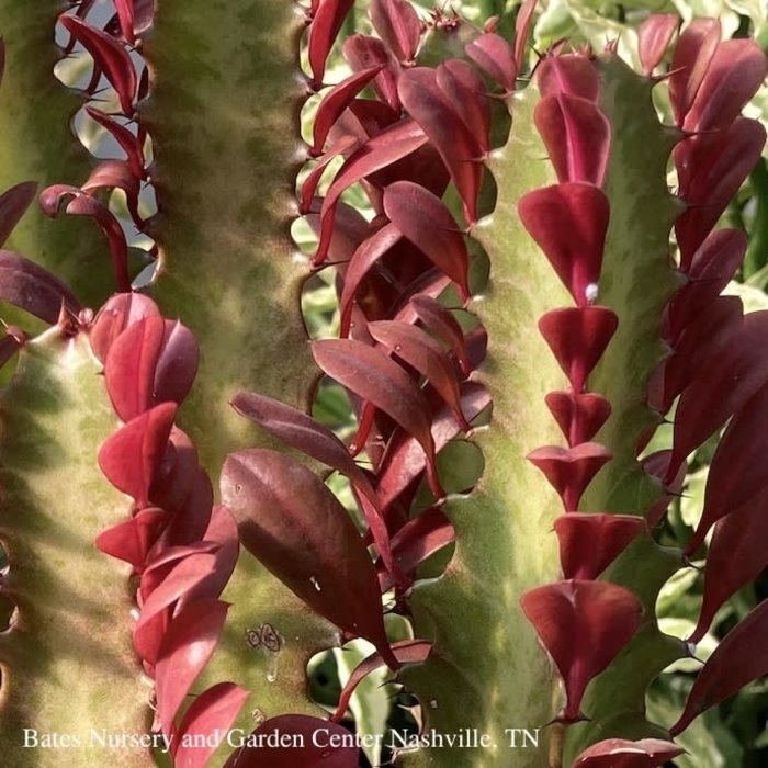 6p! Cactus Euphorbia Red Trigonia / African Milk Tree /Tropical