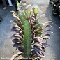 6p! Cactus Euphorbia Red Trigonia / African Milk Tree /Tropical
