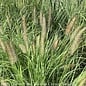 #3 Grass Pennisetum alop Hameln/Fountain Dwarf