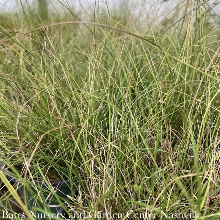 #1 Grass Carex texensis/ Texas Sedge Native (TN)