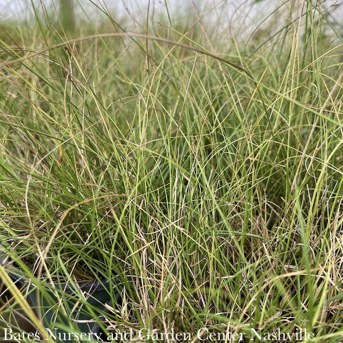 #1 Grass Carex texensis/Texas Sedge Native (TN)