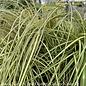 #1 Grass Carex osh SL EverColor 'Everoro'/ Variegated Sedge