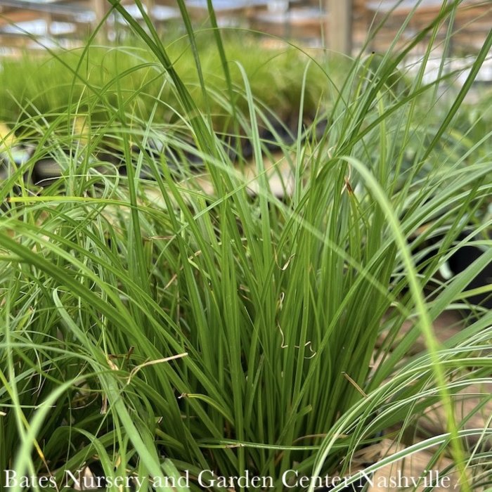#1 Grass Carex cherokeensis/ Cherokee Sedge Native (TN)