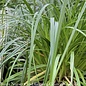 #1 Grass Carex x Ribbon Falls/ Sedge
