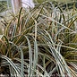 #1 Grass Carex osh EverColor Everglow/Variegated Sedge
