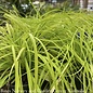 #1 Grass Carex osh EverColor 'Everillo'/ Golden Sedge
