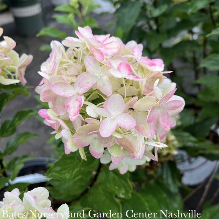 #2 Hydrangea pan PW Limelight PRIME/ White to Pink Panicle