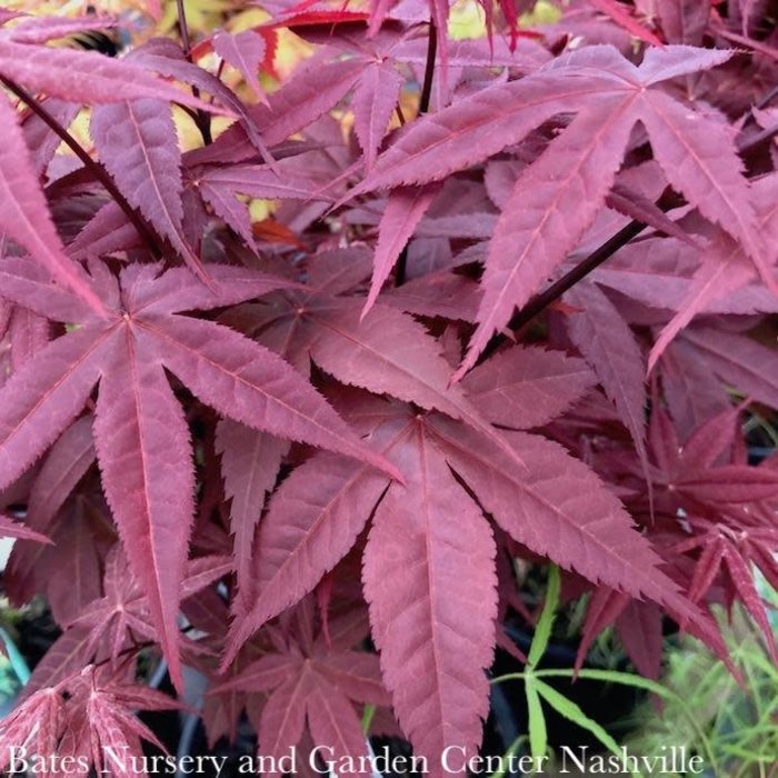 #1 Acer pal Rhode Island Red/Japanese Maple Red Dwarf
