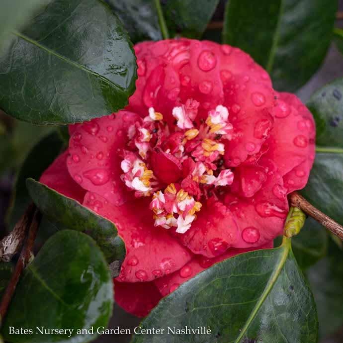 #3 Camellia japon April Tryst/Red - No Warranty
