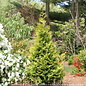 #2 Thuja occ PW Polar Gold/ Upright Arborvitae