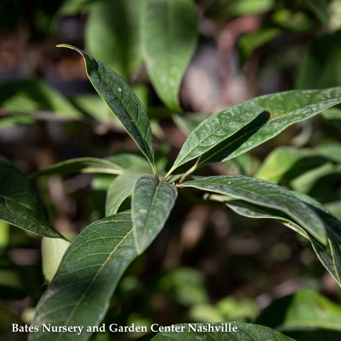 #15 Chionanthus virginicus/American Fringetree Clump Native (TN)