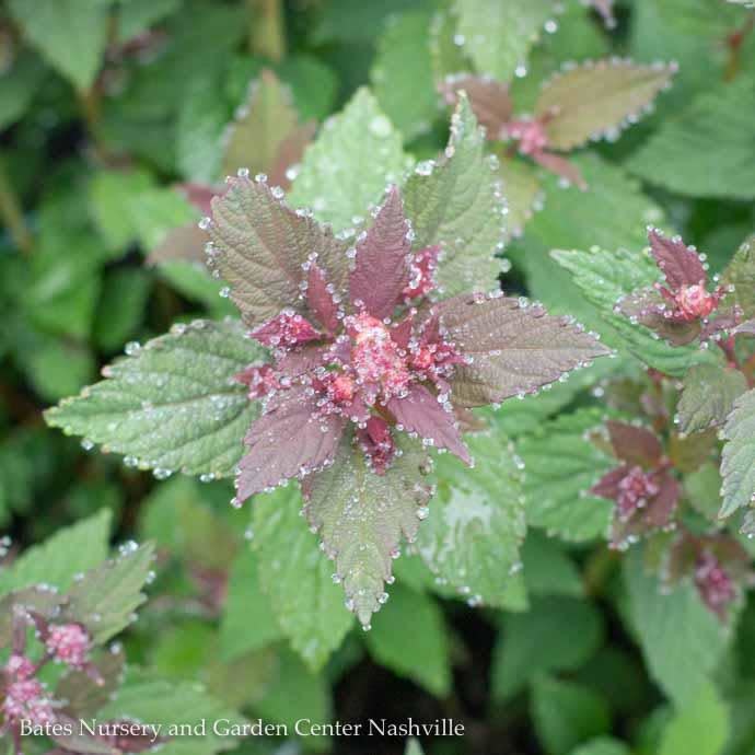 #2 Spiraea japonica Lil' Flirt