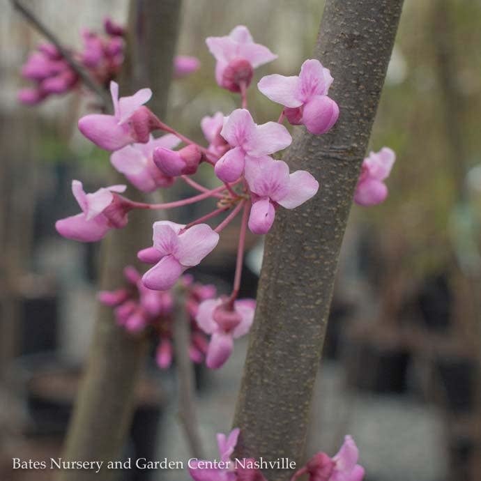 #15 SINGLE Cercis canadensis/ Eastern Redbud Native (TN)