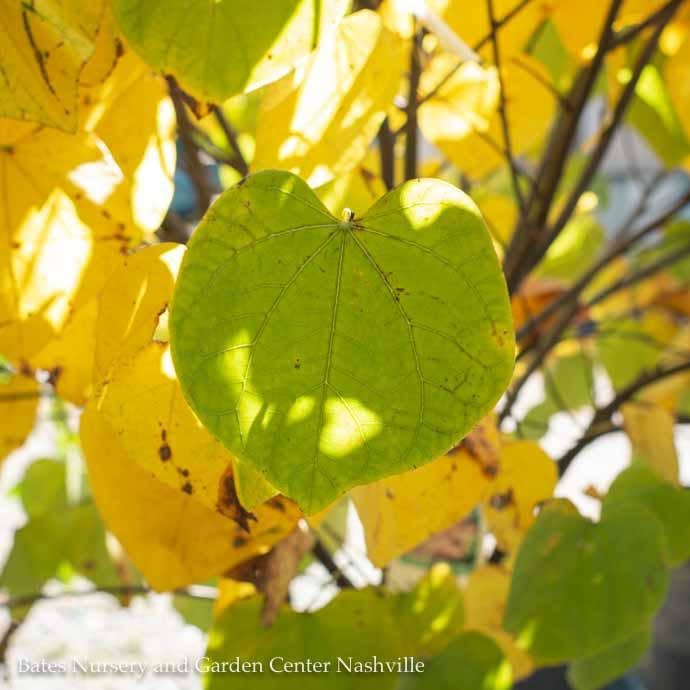 #5 SINGLE Cercis canadensis/ Eastern Redbud  Native (TN)