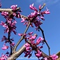 #5 Cercis can 'Covey' Lavender Twist®/Weeping Redbud Native (TN)