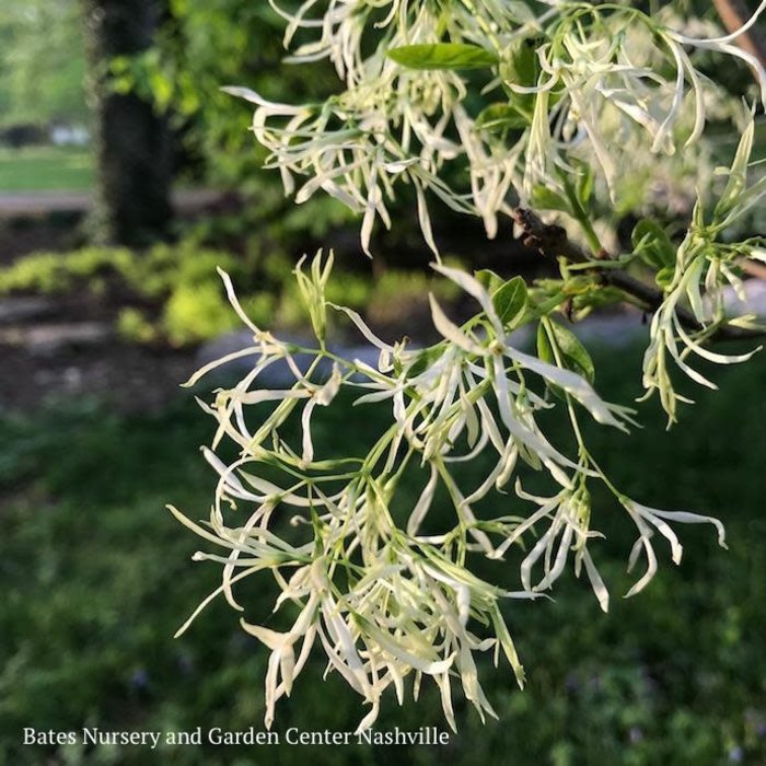 #2 Chionanthus virginicus/ American Fringetree Native (TN)