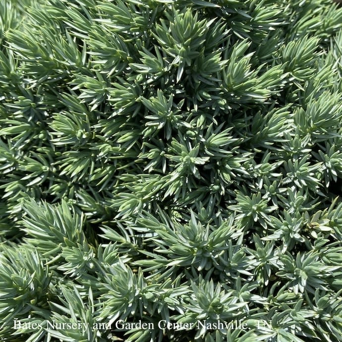 #1 Juniperus squa Blue Star/Juniper Mounding