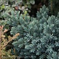 8P Juniperus squa Blue Star/ Mounding Juniper