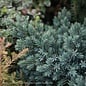 #2 Juniperus squa Blue Star/ Mounding Juniper