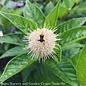 #3 Cephalanthus occ Sugar Shack/Buttonbush Native (TN)