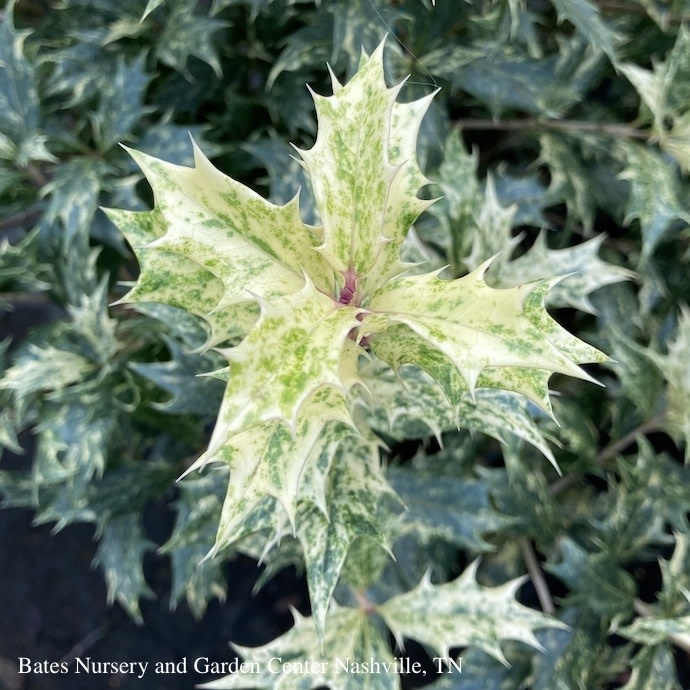 Image of Coral bells and Goshiki false holly