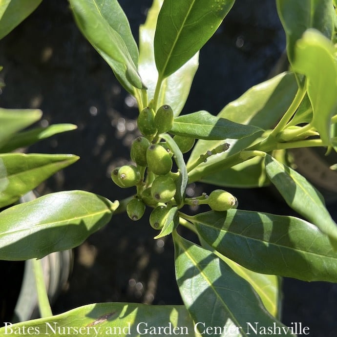 #5 Aucuba japonica Serratifolia/ Sawtoothed Female