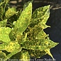#1 Aucuba japonica Mr Goldstrike/Variegated Male