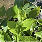 #3 Calycanthus fl Venus/Allspice Sweetshrub