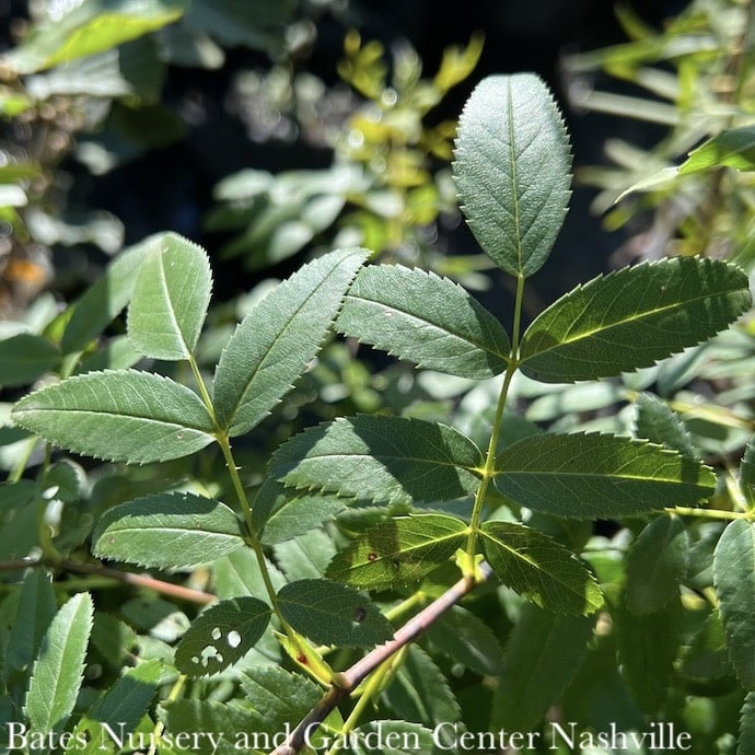 #3 Rosa palustris/ Swamp Rose Native (TN)