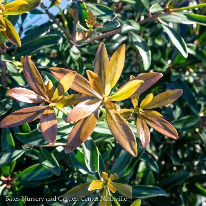 #3 Cleyera japonica 'Conthery'  SL Bronze Beauty/ Ternstroemia