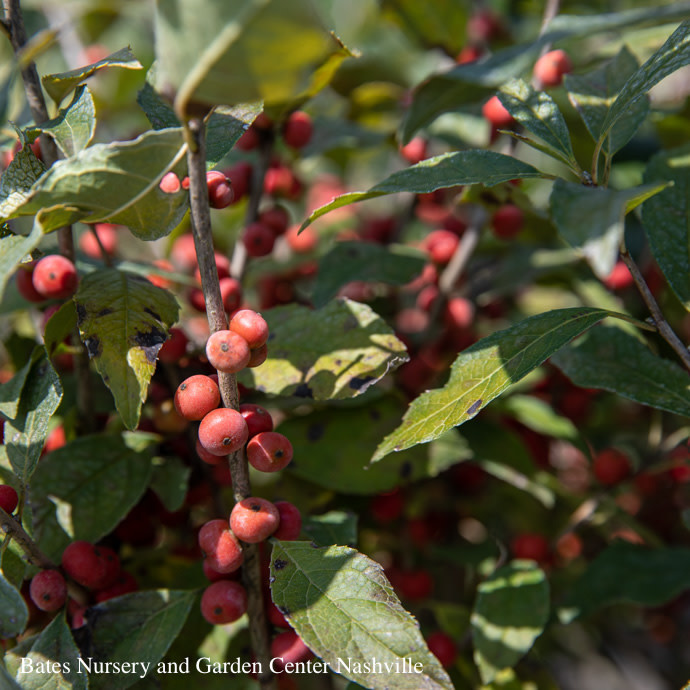 #3 Ilex vert Berry Poppins/ Deciduous Winterberry Holly (female) Native (TN)