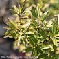 #3 Ilex vert Berry Poppins/Winterberry Holly Deciduous Female Native (TN)