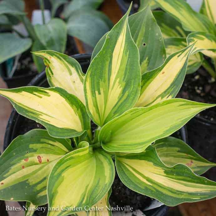 #1 Hosta Lakeside Paisley Print/ Yellow and Green